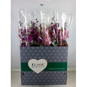 Phalaenopsis   ...mix