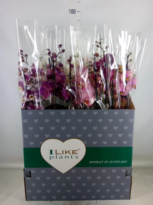 <h4>Phalaenopsis   ...mix</h4>