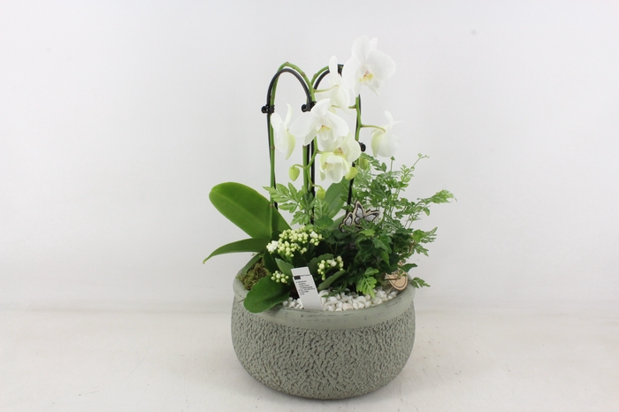 <h4>arr2 PL - Ker. barok groen Phal x2</h4>