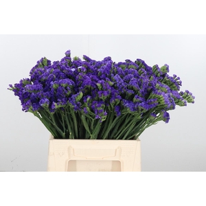 Statice Crystal Dark Blue