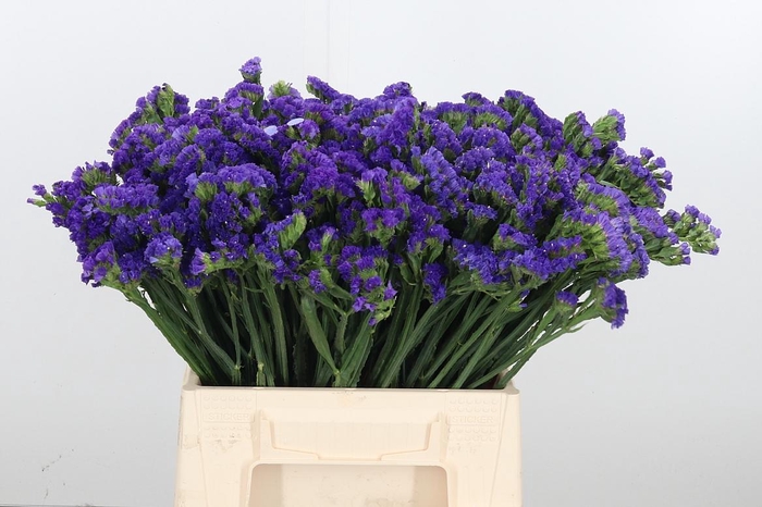 <h4>Statice Crystal Dark Blue</h4>