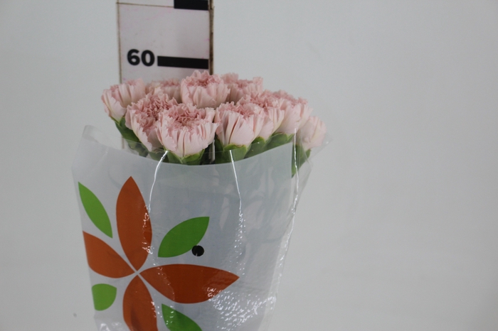 <h4>CRAVO HANOI 060 CM</h4>