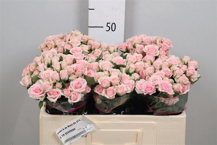 <h4>R Tr Severina</h4>