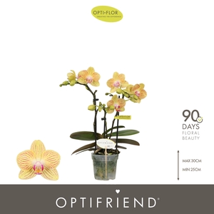 Optifriend Stella 3 spike