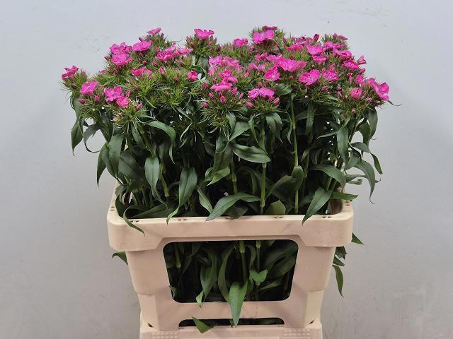 <h4>DI BARB BAR ROSE</h4>