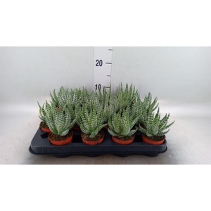 Aloe humilis
