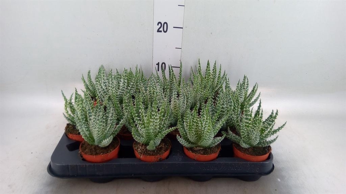 <h4>Aloe humilis</h4>