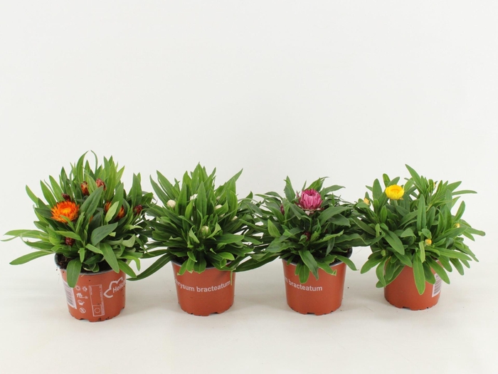 <h4>Bracteantha Dreamtime</h4>