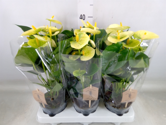 <h4>Anthurium andr. 'Vanilla'</h4>
