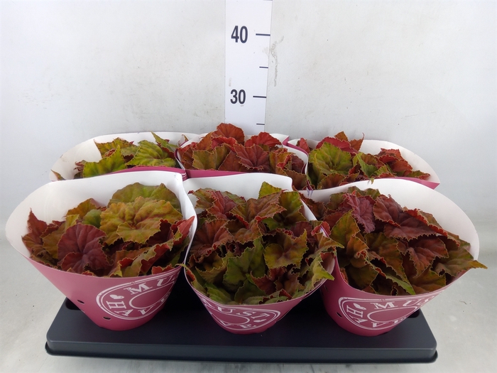 <h4>Begonia BD 'Beleaf Amber Love'</h4>