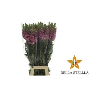 Antirrhinum It. Lavender