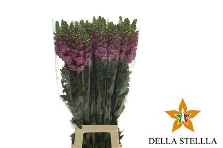 <h4>Antirrhinum It. Lavender</h4>