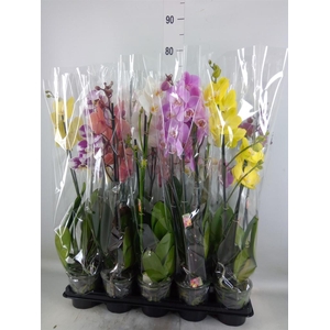 Phalaenopsis   ...mix