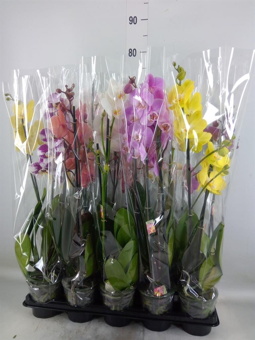 <h4>Phalaenopsis   ...mix</h4>