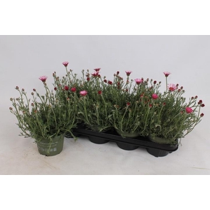 RHODAN H ZAGORA PINK