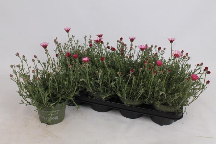 <h4>RHODAN H ZAGORA PINK</h4>