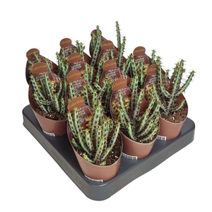 EUPHORBIA AERUGINOSA - POT Ø 6,5-COLLECTION WITH POTCOVER (SUCCULENTEN)