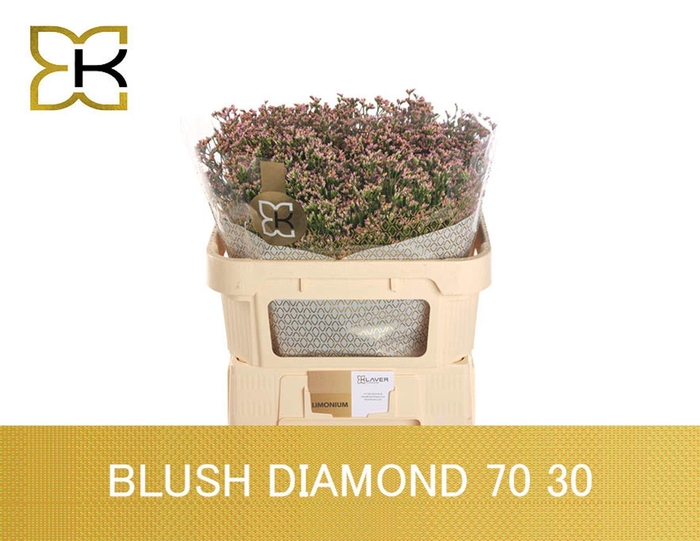 <h4>LIMONIUM SIN BLUSH DIAMOND LIM SIN</h4>