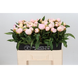 Paeonia Chiffon Parfait