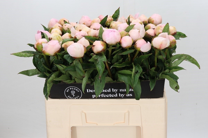 <h4>Paeonia Chiffon Parfait</h4>