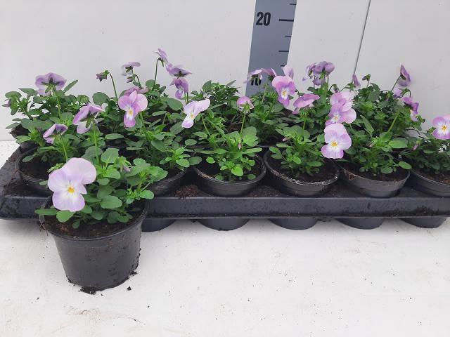 <h4>VIO CO EM PINK</h4>