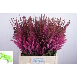 Astilbe Maggie Daley