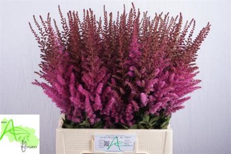 <h4>Astilbe Maggie Daley</h4>