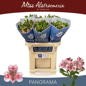 ALSTR PANORAMA