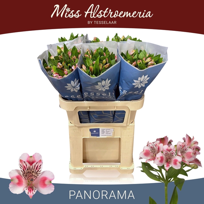 <h4>ALSTR PANORAMA</h4>