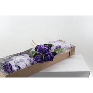 Hydr Purple Tinted Box