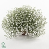 Lobelia Laguna White 10,5