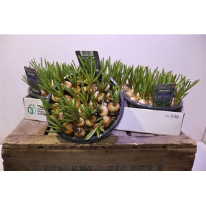 arr8 Muscar Big Smile