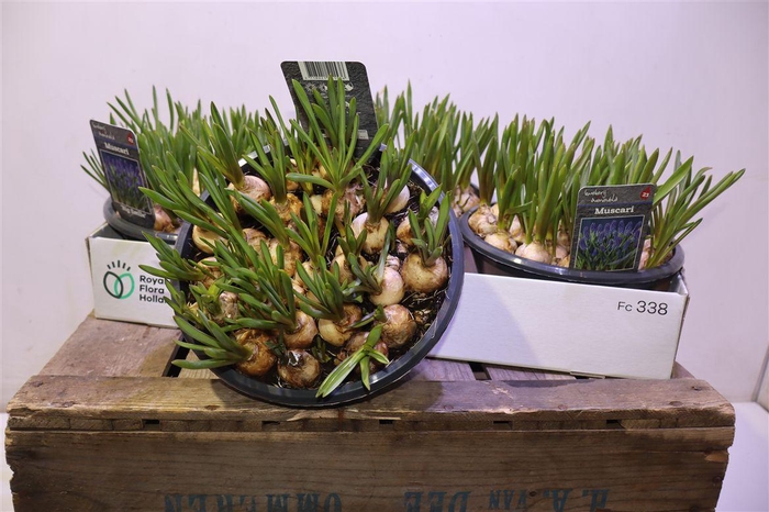 <h4>arr8 Muscar Big Smile</h4>