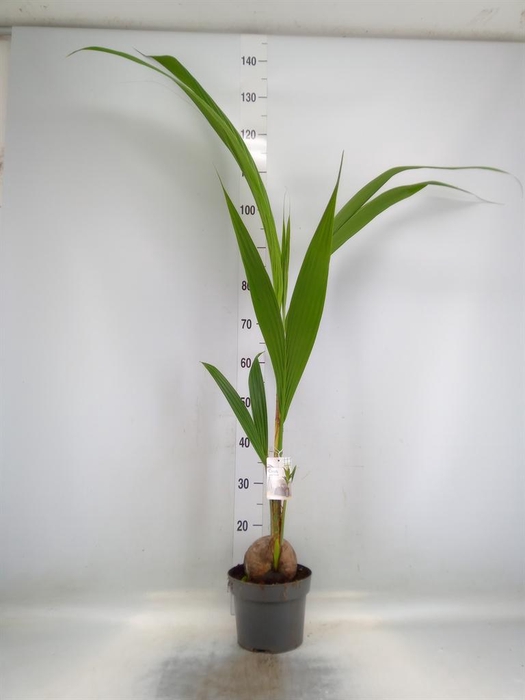 <h4>Cocos nucifera</h4>