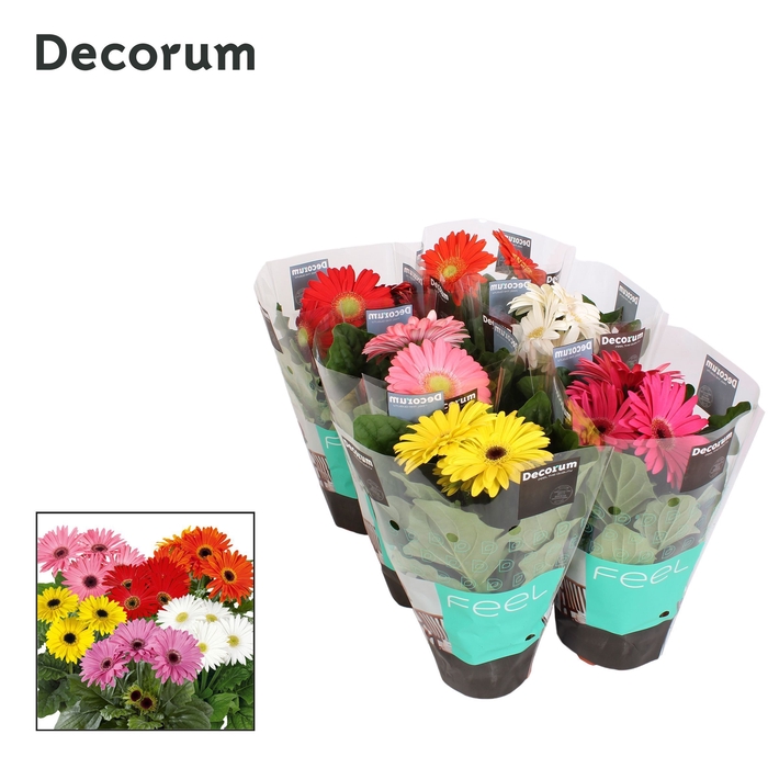 <h4>Gerbera 2+ bl. hoes Decorum</h4>