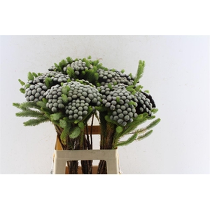 Kaaps Brunia Albiflora Xl