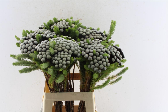 <h4>Kaaps Brunia Albiflora Xl</h4>