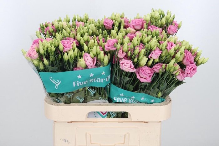 <h4>Eus G Rosi Bright Pi</h4>