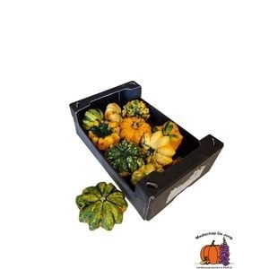 <h4>CUCURBITA (KALEBAS)</h4>