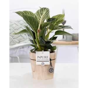 Phil White Wave Hout