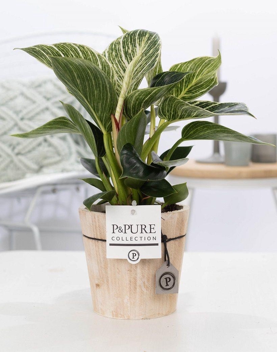 <h4>Phil White Wave Hout</h4>