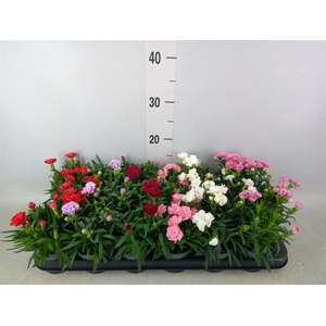 Dianthus   ...mix