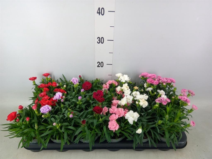 <h4>Dianthus   ...mix</h4>