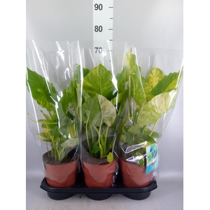 Alocasia   ...