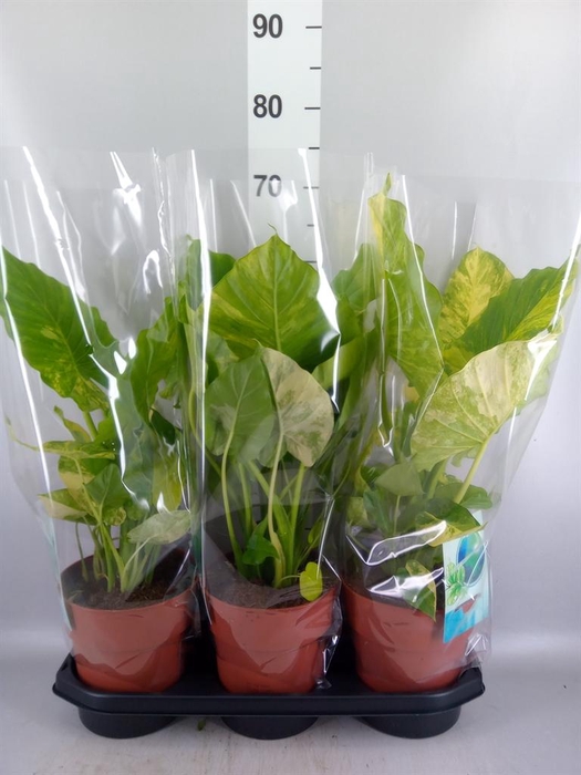 <h4>Alocasia   ...</h4>