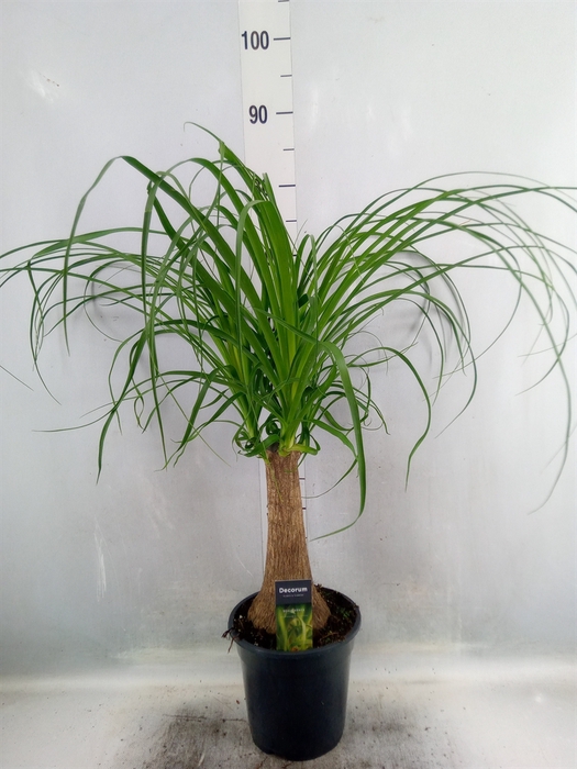 <h4>Beaucarnea recurvata</h4>