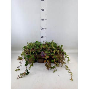 Vinca minor 'Atropurpurea'