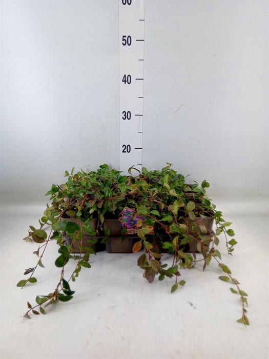 <h4>Vinca minor 'Atropurpurea'</h4>