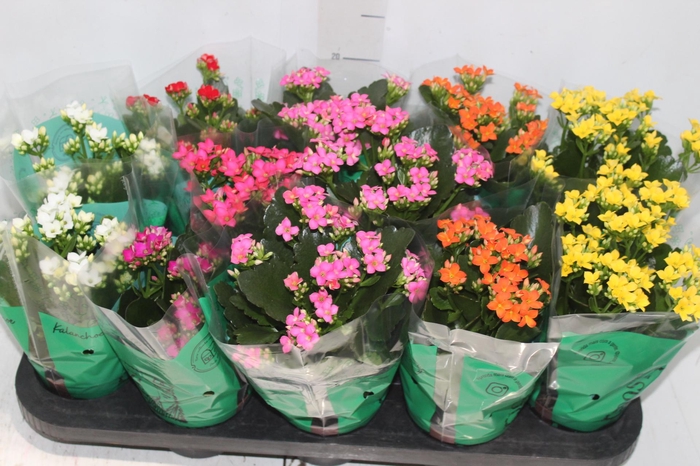 <h4>KALANCHOE P11</h4>