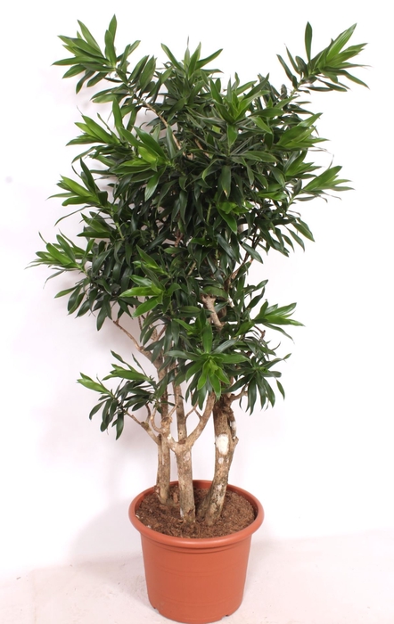 <h4>Dracaena</h4>